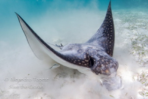 Eagle Ray close up, Akumal Mexico by Alejandro Topete 
